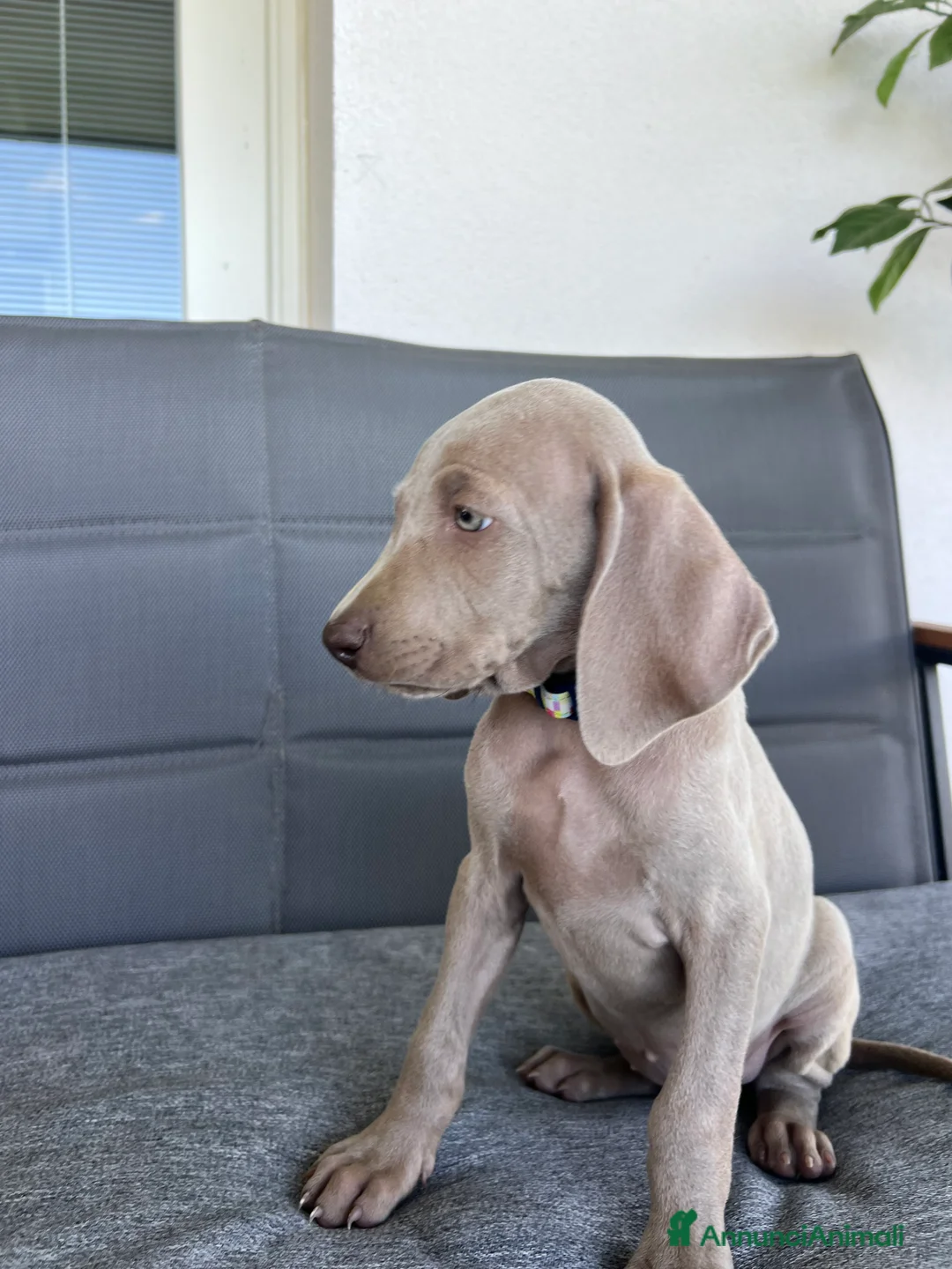 Weimaraner cani in vendita: cuccioli weimaraner grigio argento - Annuncio 4