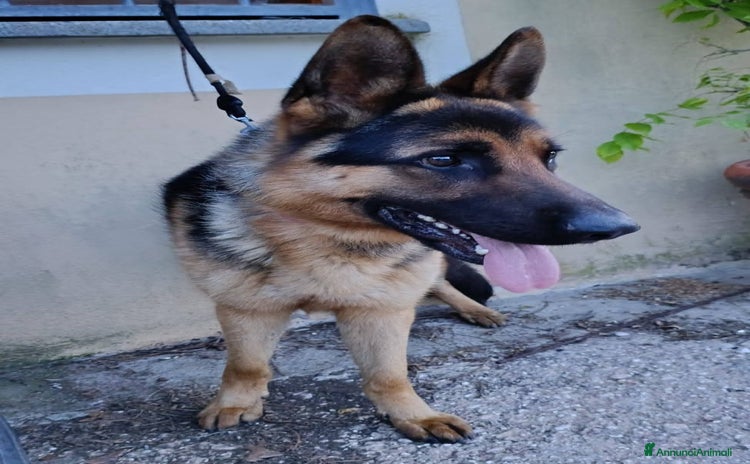 Pastore Tedesco cani a Provincia di Viterbo - Annuncio 20