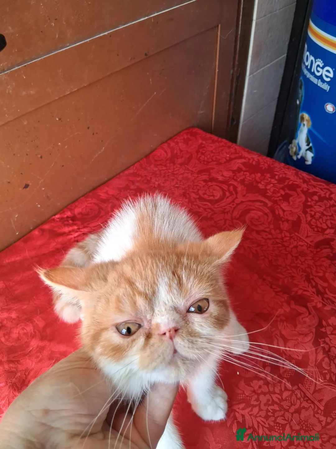 Exotic Shorthair gatti in vendita: Exotic Shorthair - Annuncio 2