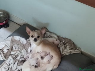 Chihuahua cani Chihuahua una femmina e un maschio - Annuncio 2