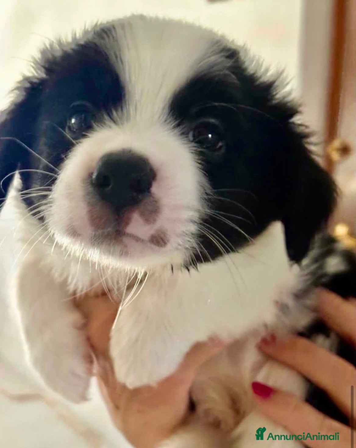 Meticcio cani Rolly il pandino - Annuncio 30