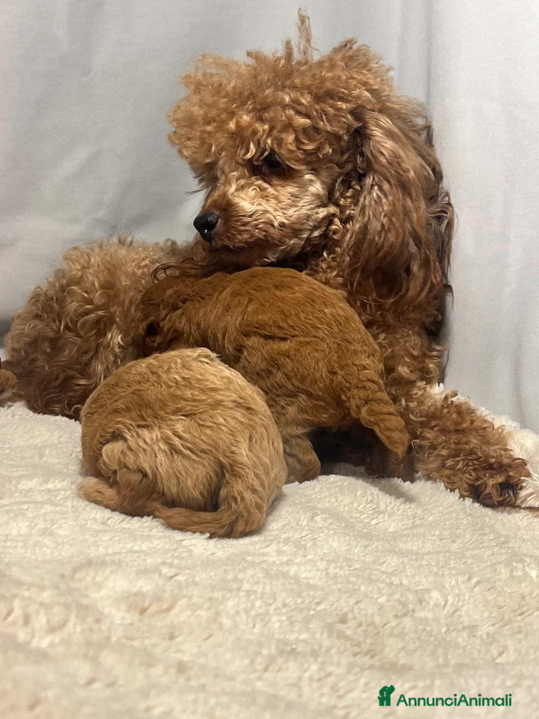 Barboncino Toy cani in vendita: Barboncine Toy rosso/fulvo - Annuncio 2