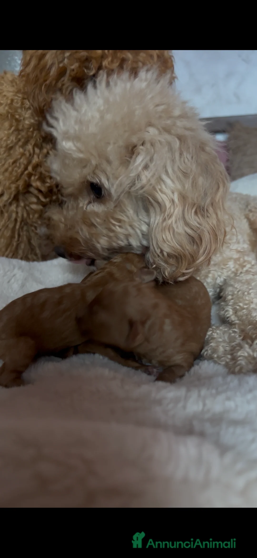 Barboncino cani in vendita: Barboncino❤️ - Annuncio 2