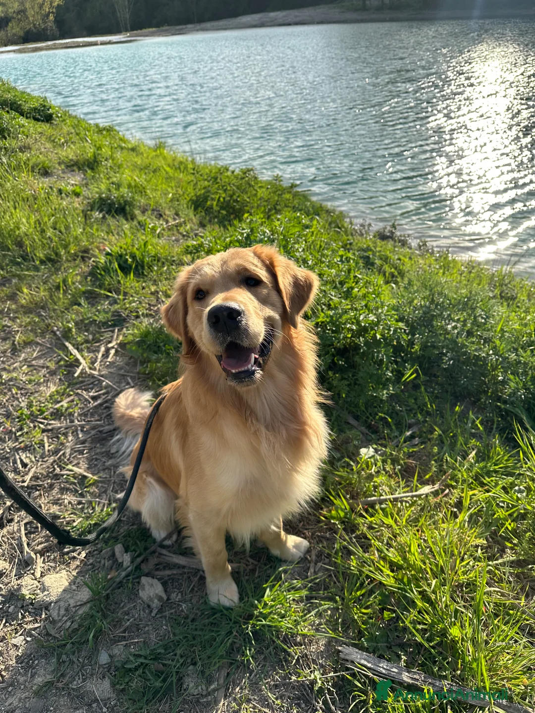 Golden Retriever cani per accoppiamento: Golden Retriever maschio per monta  a Città Metropolitana di Firenze - Annuncio 4