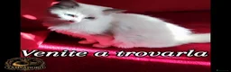 Ragdoll gatti in vendita: Ragdoll femmina con pedegree  a Provincia di Cremona - Annuncio 1
