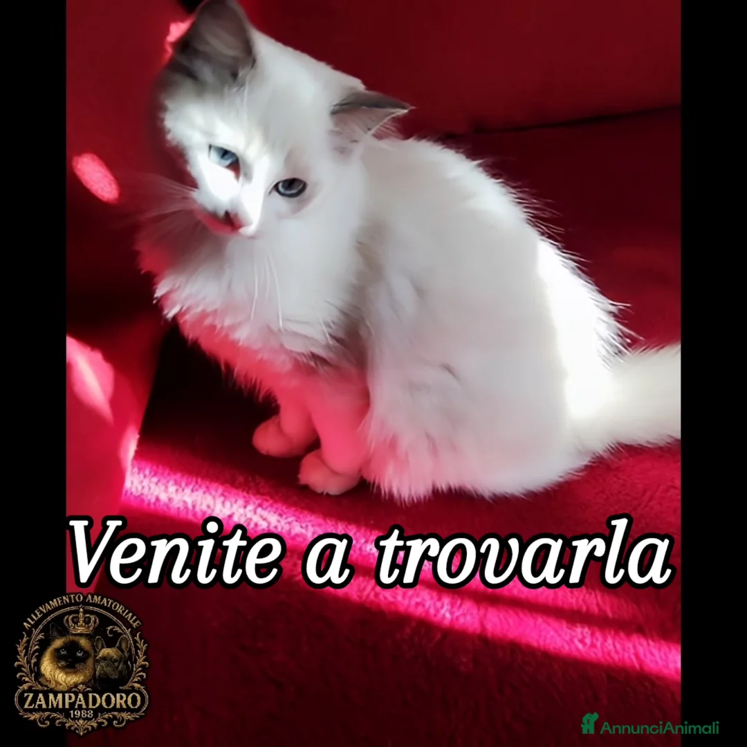 Ragdoll gatti in vendita: Ragdoll femmina con pedegree  a Provincia di Cremona - Annuncio 1