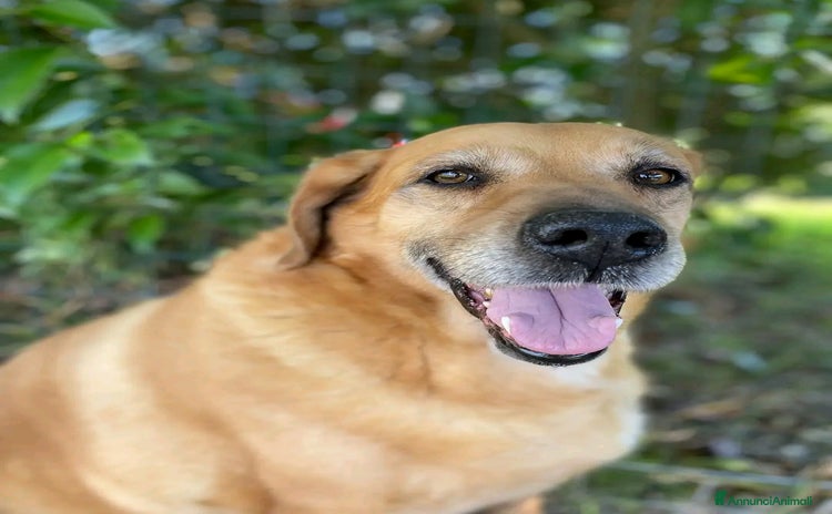 Meticcio cani a Provincia di Treviso - Annuncio 12