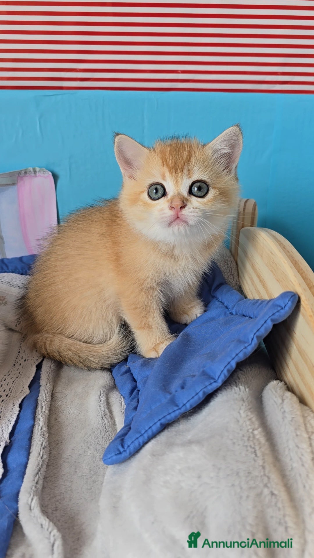 British gatti in vendita: Cuccioli british shorthair  - Annuncio 5