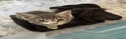 Meticcio gatti in vendita: Gattino - Annuncio 6