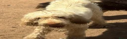 Spinone cani in regalo: MASHA spinone italiano cerca casa in adozione - Annuncio 3