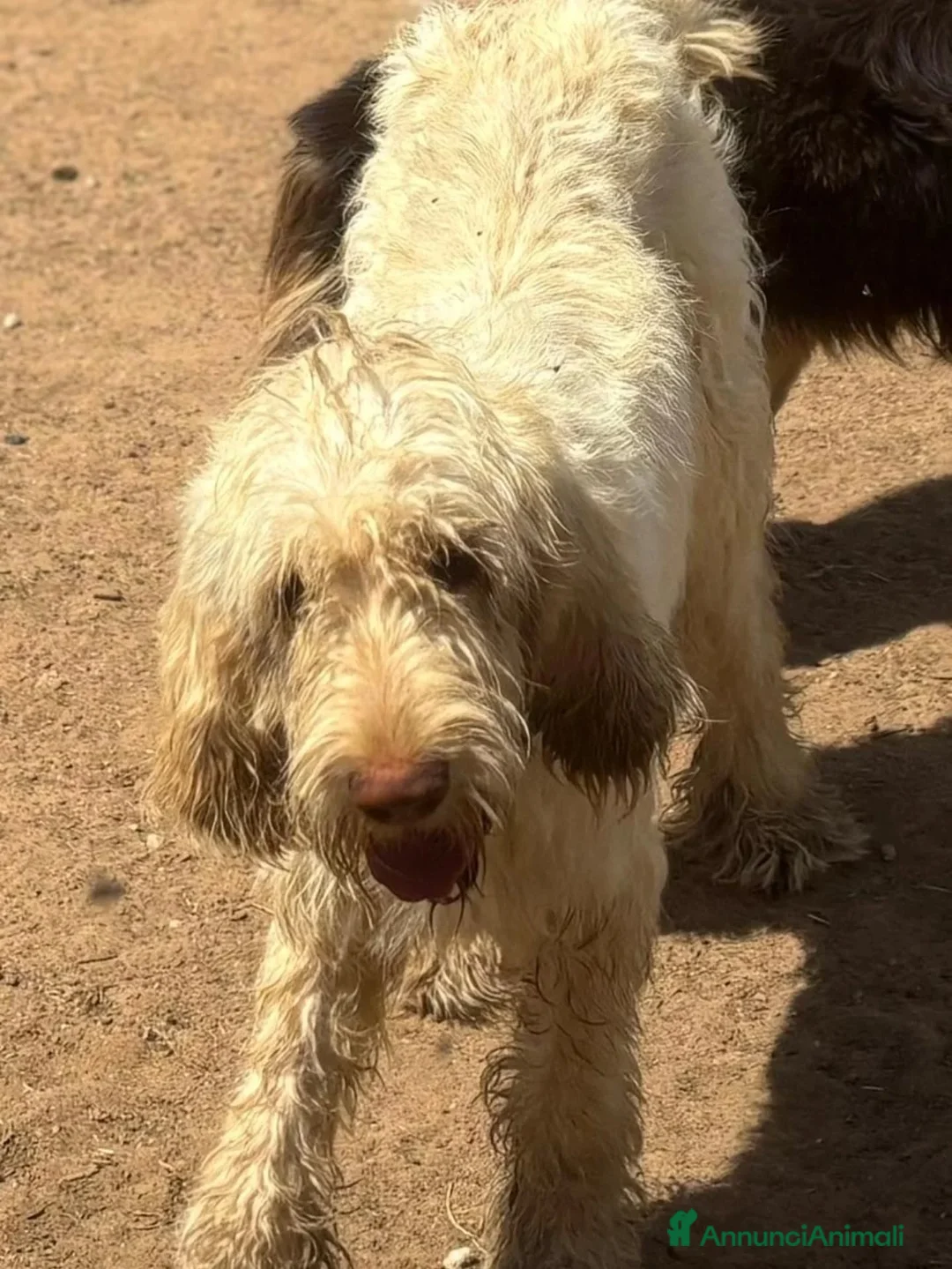 Spinone cani in regalo: MASHA spinone italiano cerca casa in adozione - Annuncio 3