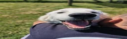 Pastore Maremmano cani in regalo: SVEN, cucciolone di pastore abruzzese - Annuncio 5