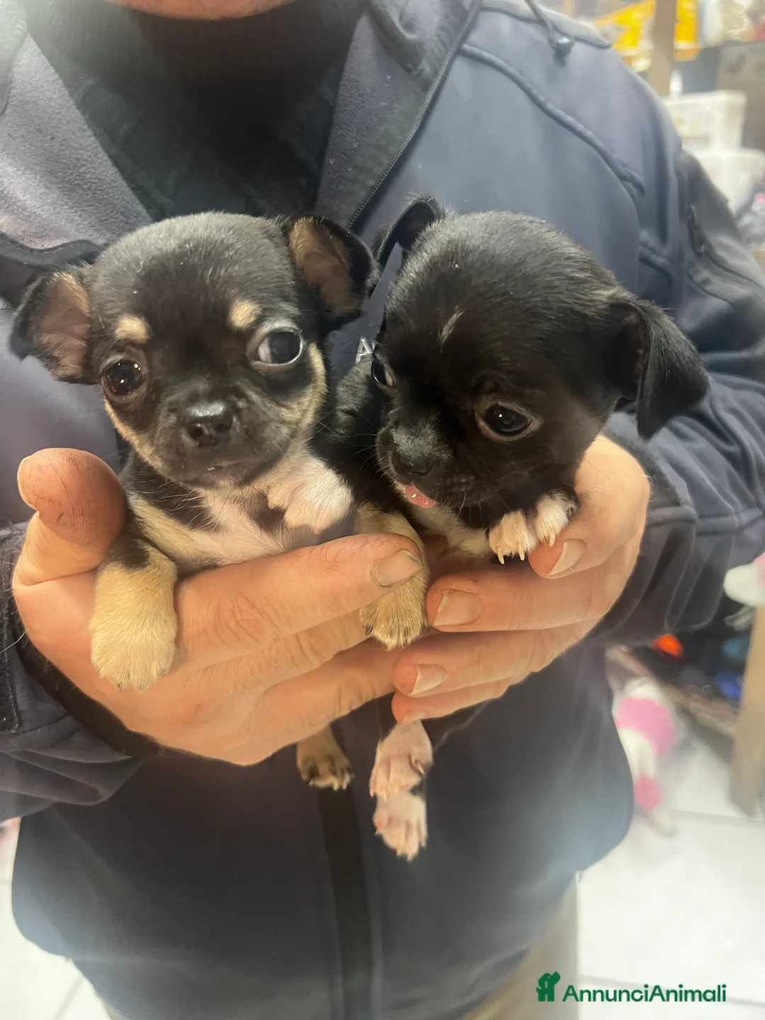 Chihuahua cani in vendita: Chihuahua  - Annuncio 4