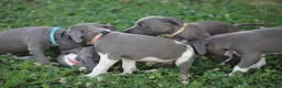 Pitbull cani in vendita: Cuccioli di Pit Bull Blue Nose anche a rate - Annuncio 22