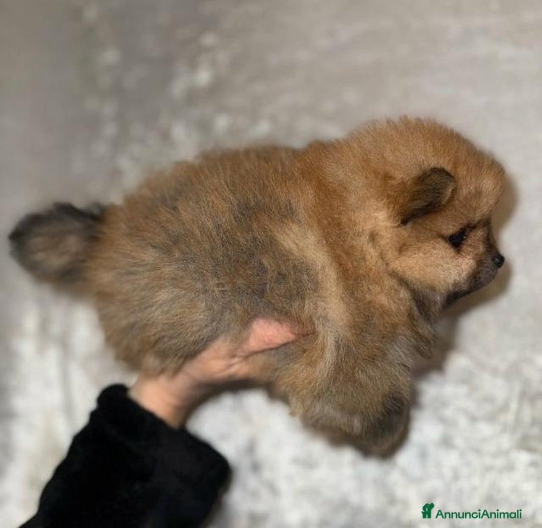Volpino Pomerania cani in vendita: Bellissimi cuccioli di Pomerania di razza pura  - Annuncio 7