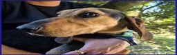 Segugio cani in regalo: ETTO GIOVANE  SEGUGIETTO TROVATO VAGANTE E MAGRO  - Annuncio 11