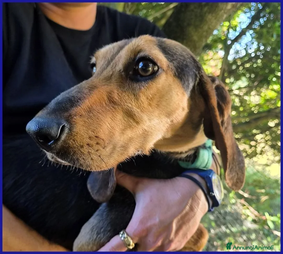 Segugio cani in regalo: ETTO GIOVANE  SEGUGIETTO TROVATO VAGANTE E MAGRO  - Annuncio 11