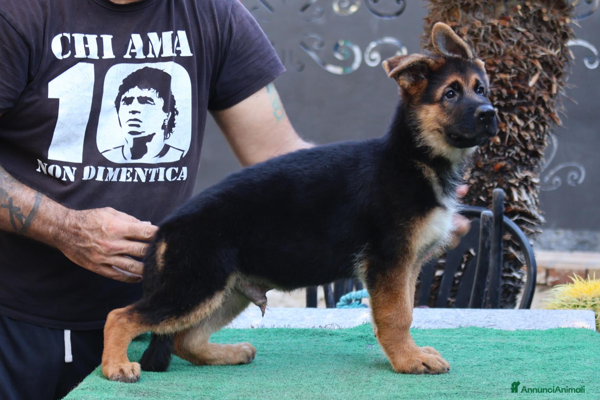 Pastore Tedesco cani Cucciolo 3,5 mesi - Annuncio 1