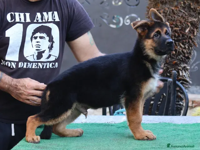 Pastore Tedesco cani in vendita: Cucciolo 3,5 mesi - Annuncio 1