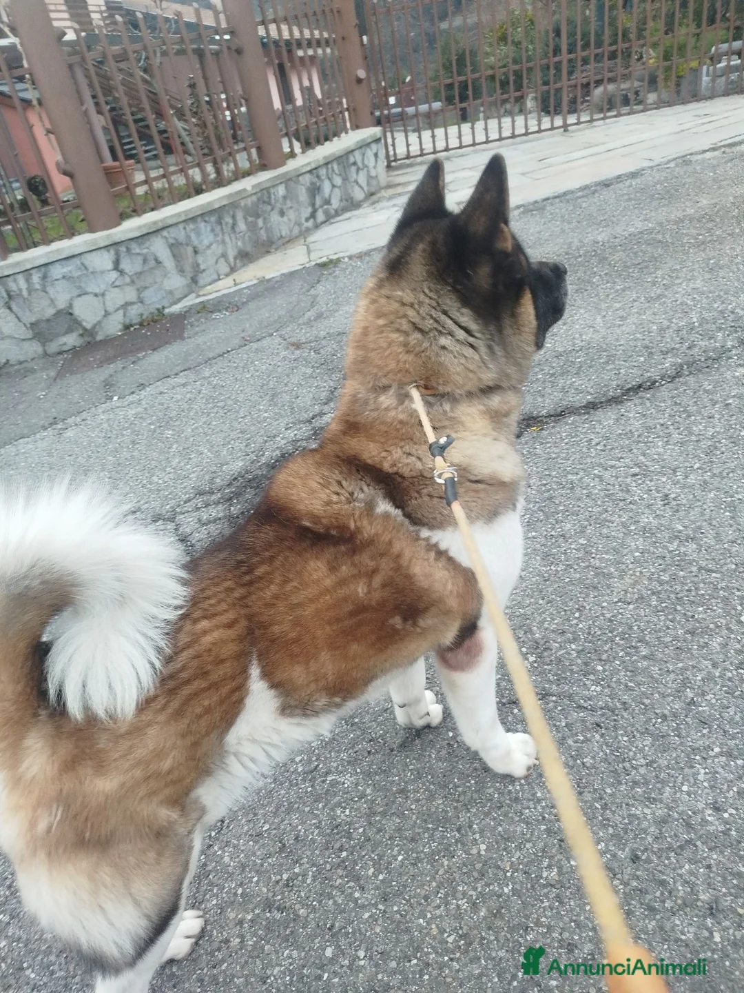 Akita Americano cani in regalo: Akita Americano - Annuncio 2