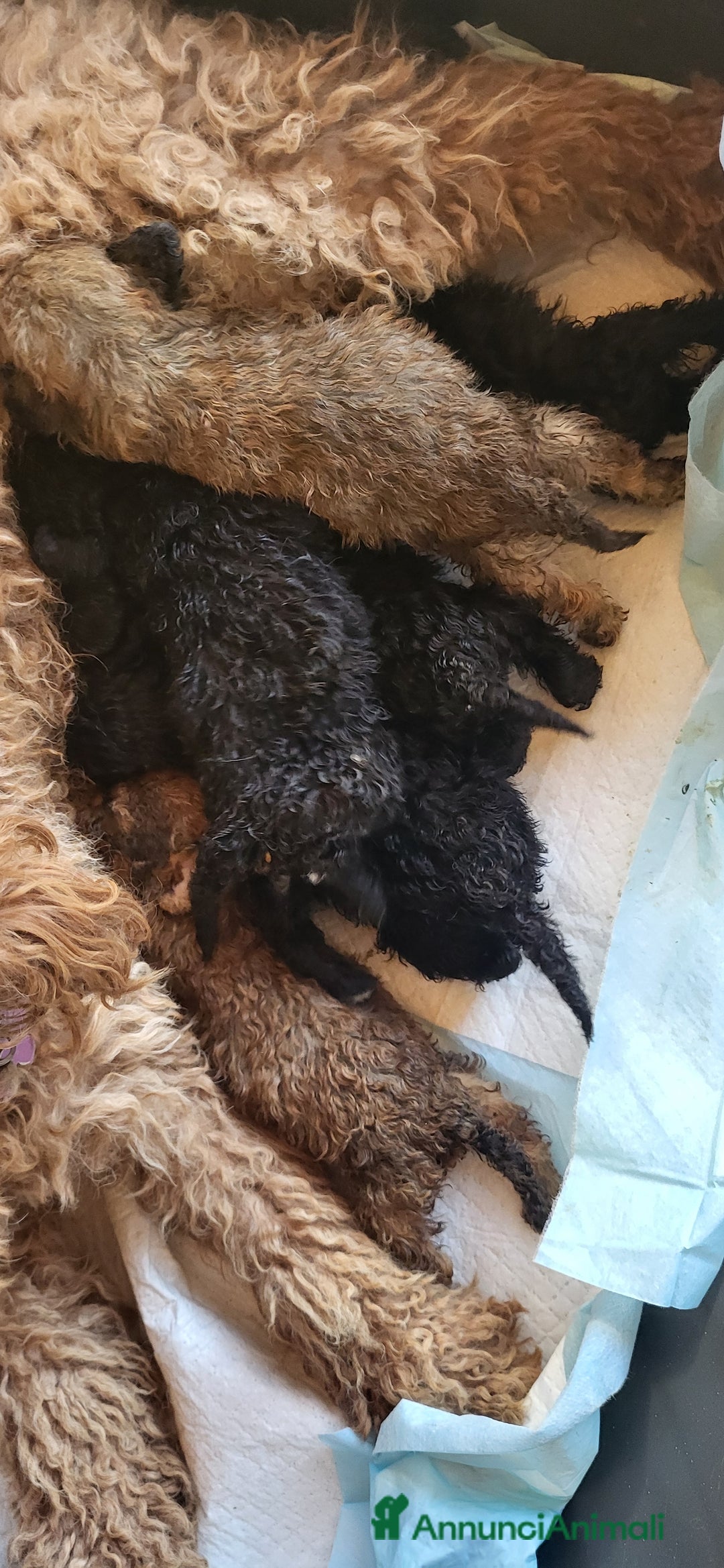 Barboncino cani in vendita: Cuccioli di Barboncino nano  - Annuncio 3