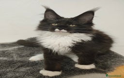Maine Coon gatti in vendita: Noah & Nausica a Città Metropolitana di Venezia - Immagine 2