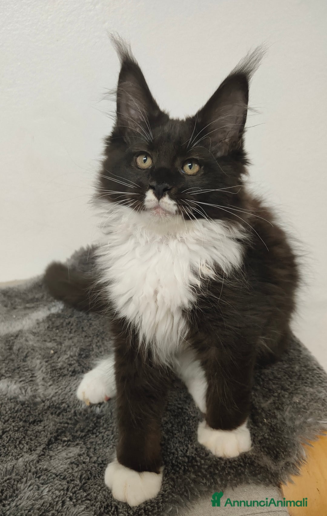 Maine Coon gatti in vendita: Noah & Nausica a Città Metropolitana di Venezia - Immagine 2