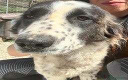 Meticcio cani in regalo: Hope  a Provincia di Crotone - Immagine 2