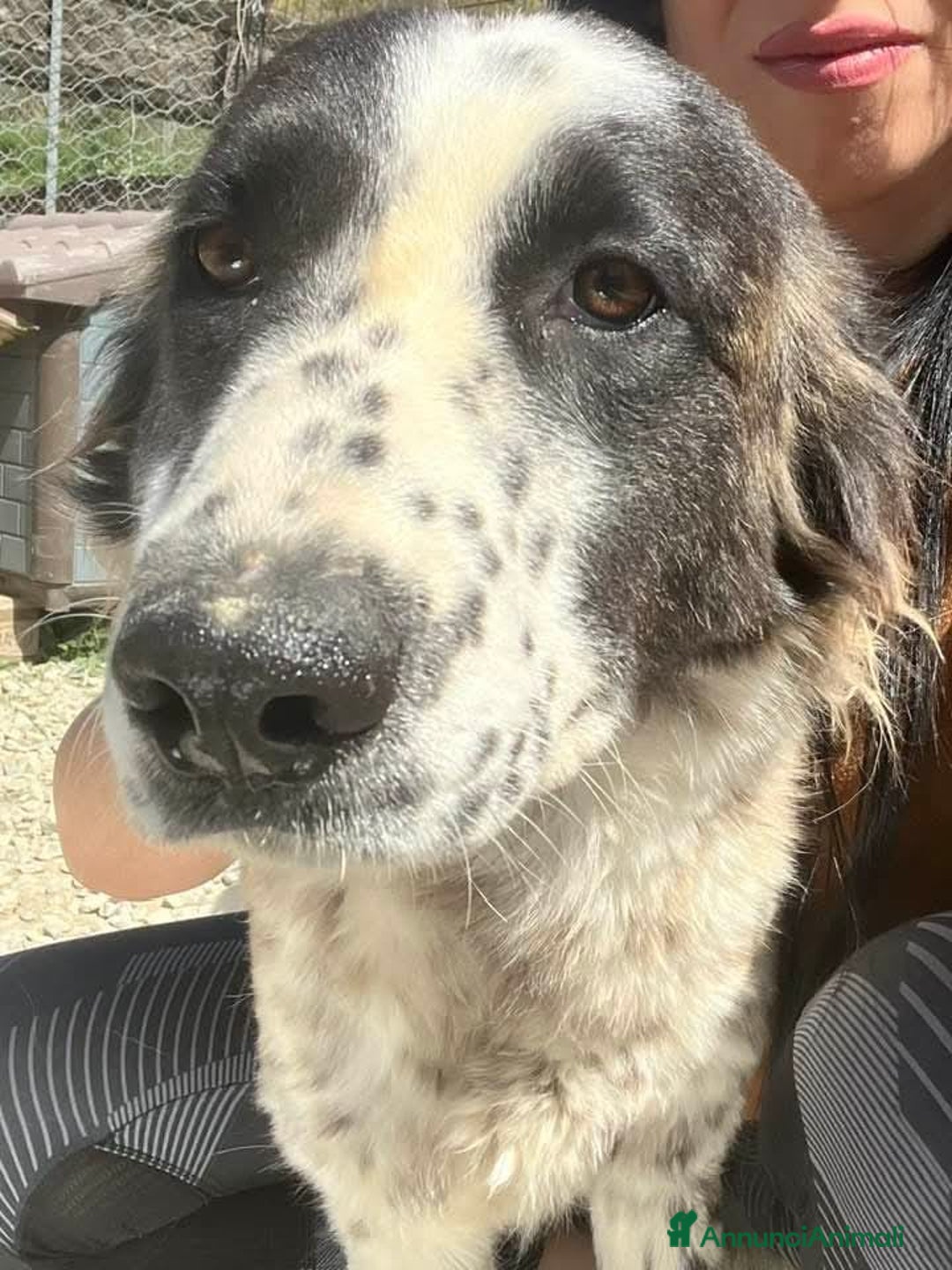 Meticcio cani in regalo: Hope  a Provincia di Crotone - Immagine 2