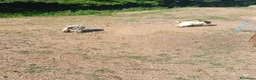 Lagotto cani in vendita: Lagotto romagnolo  - Annuncio 3