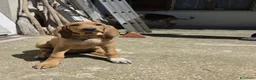 Segugio cani in vendita: Cuccioli di segugio italiano - Annuncio 3