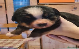 Bovaro del Bernese cani in vendita: BOVARO DEL BERNESE  a Provincia autonoma di Trento - Immagine 2