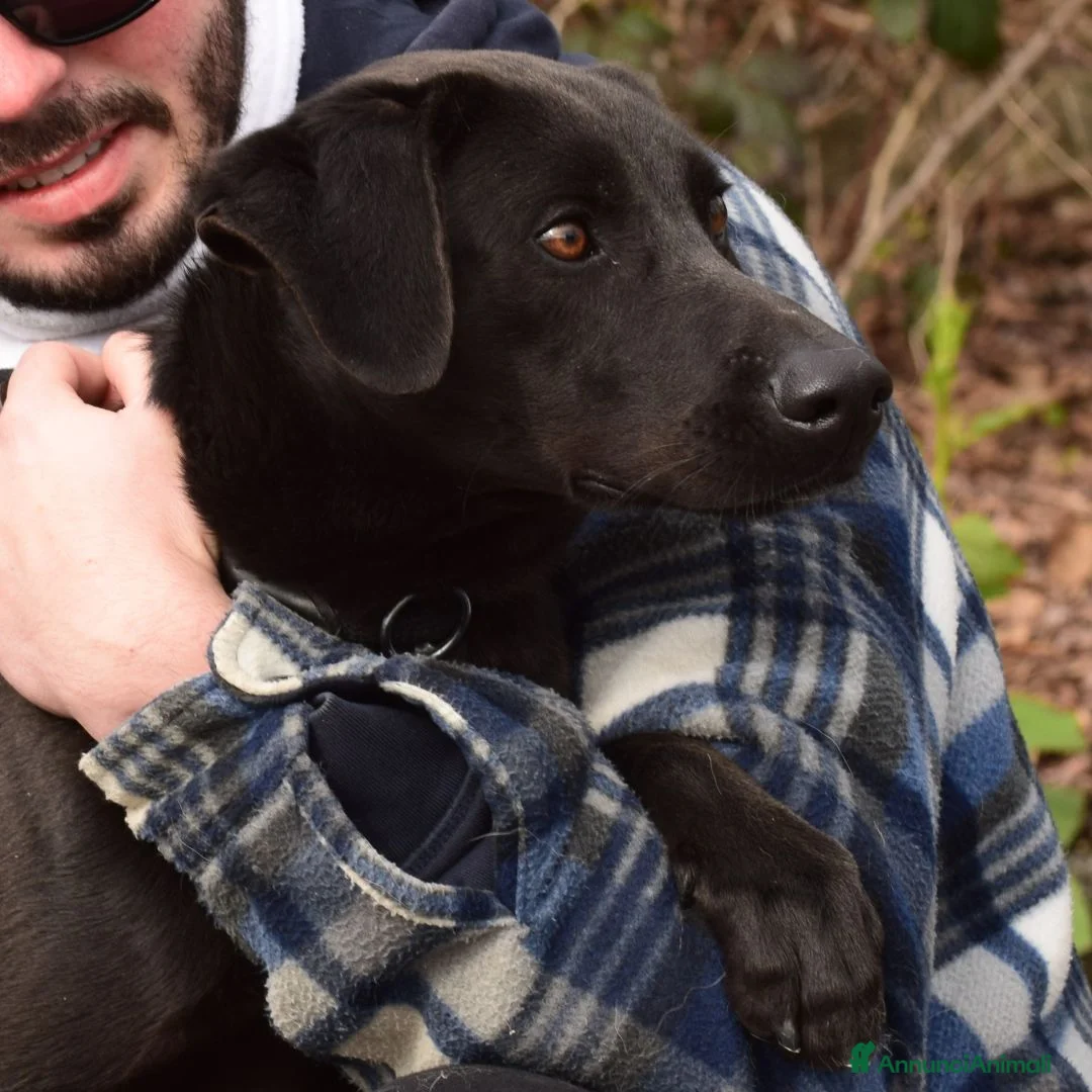 Meticcio cani in regalo: gohan - Annuncio 5