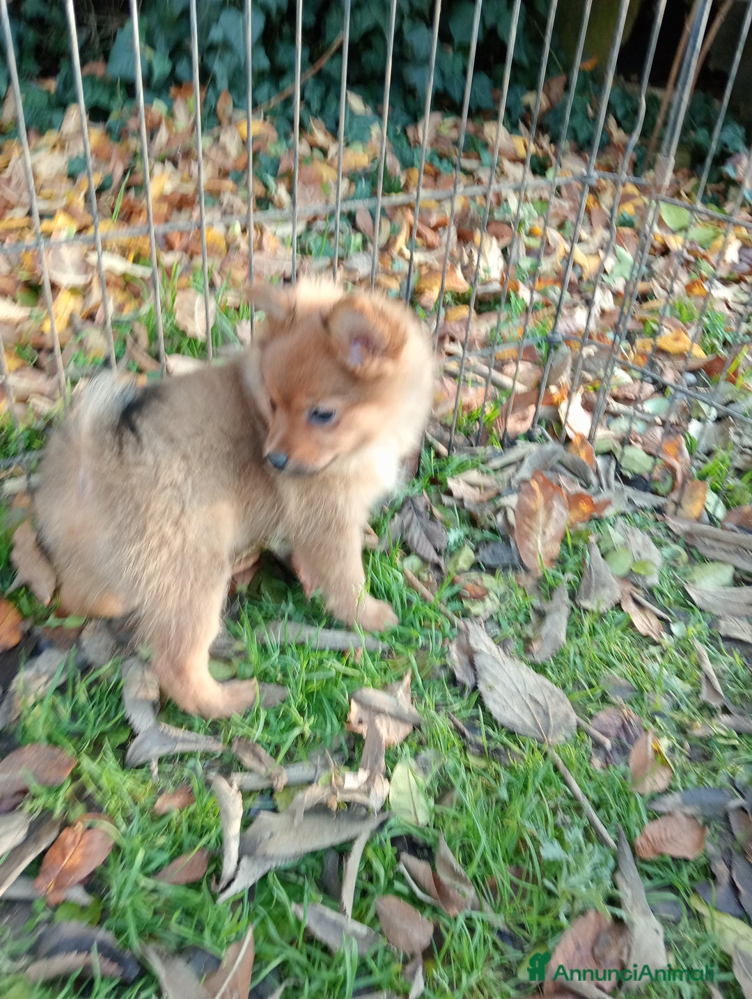 Spitz cani in vendita: Spitz Piccolo  - Annuncio 2