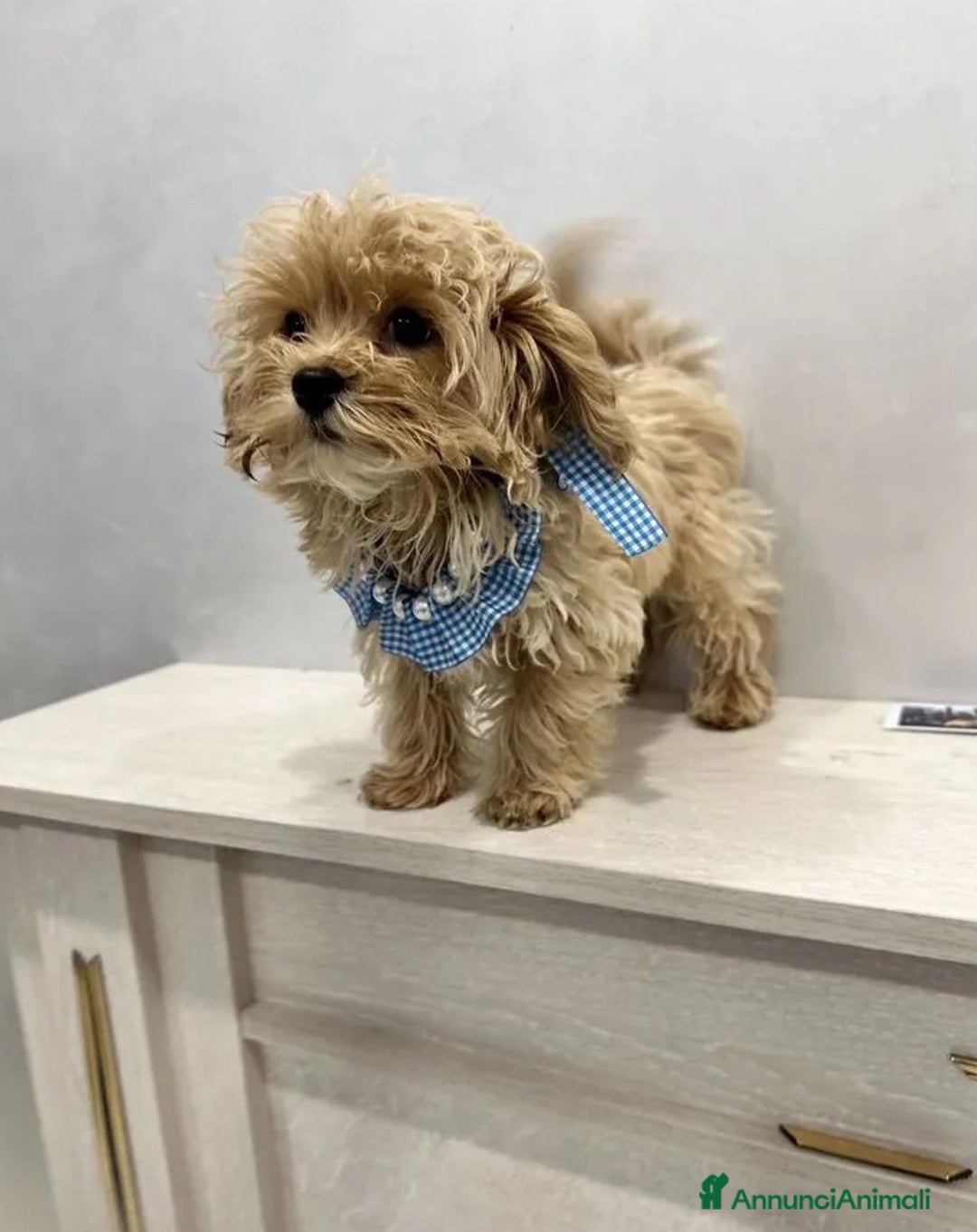 Maltipoo cani in vendita: Maltipoo - Annuncio 5