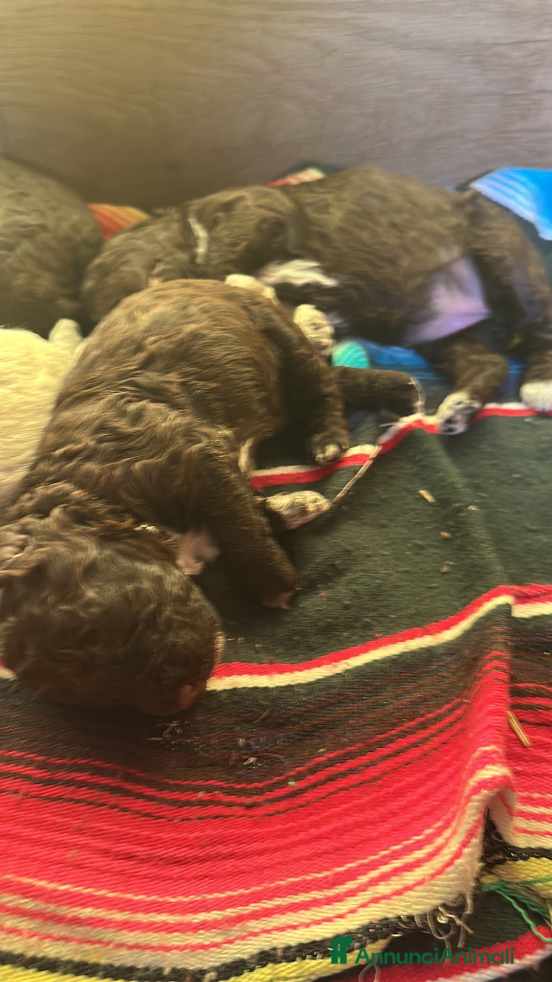 Lagotto cani in vendita: cuccioli Lagotto - Annuncio 4