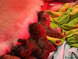 Bullmastiff cani BULLMASTIFF CUCCIOLI - Annuncio 1