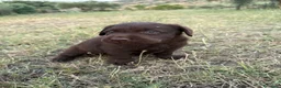 Labrador cani in vendita: Cuccioli Labrador Choco  - Annuncio 16