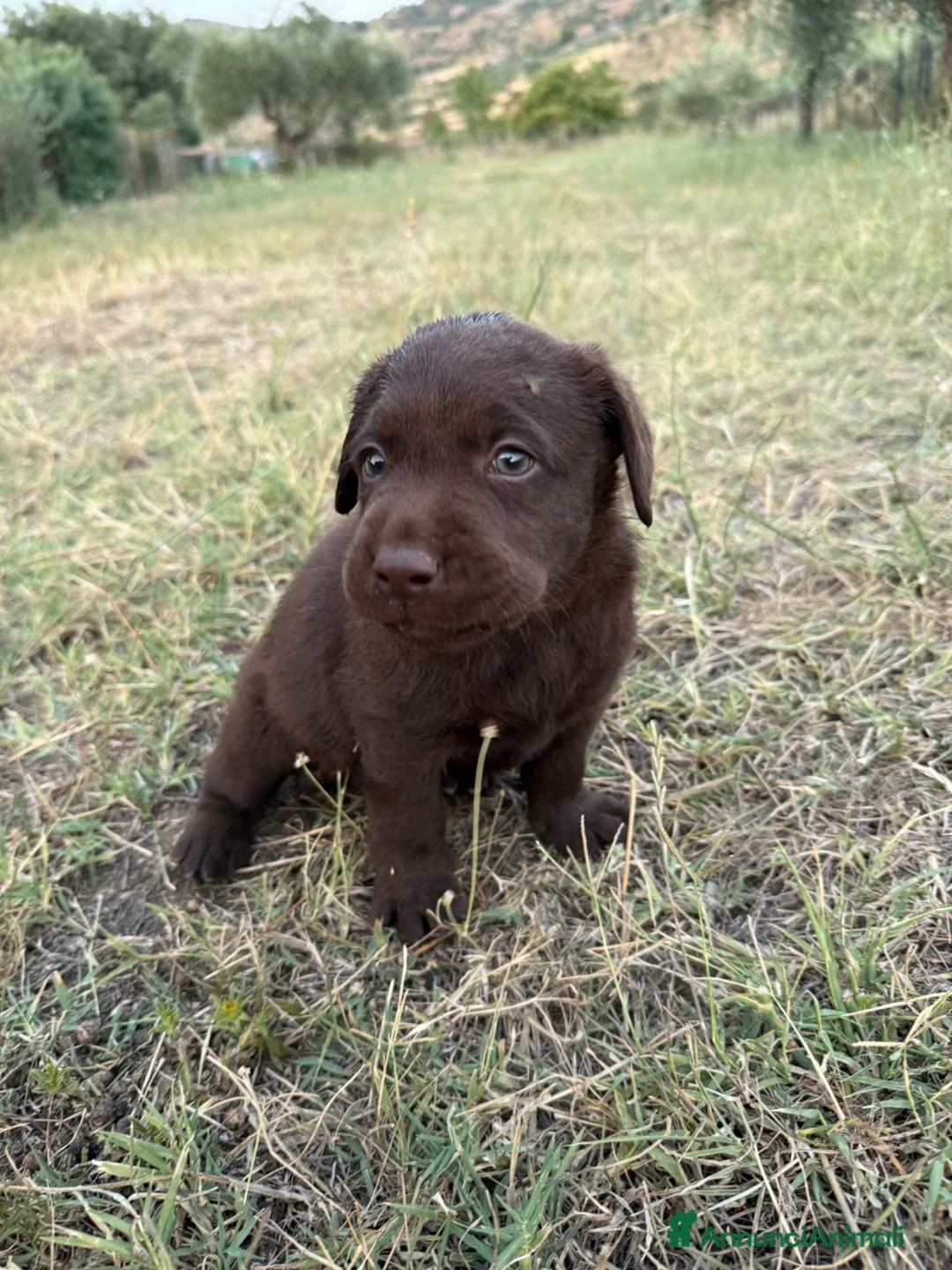 Labrador cani in vendita: Cuccioli Labrador Choco  - Annuncio 16