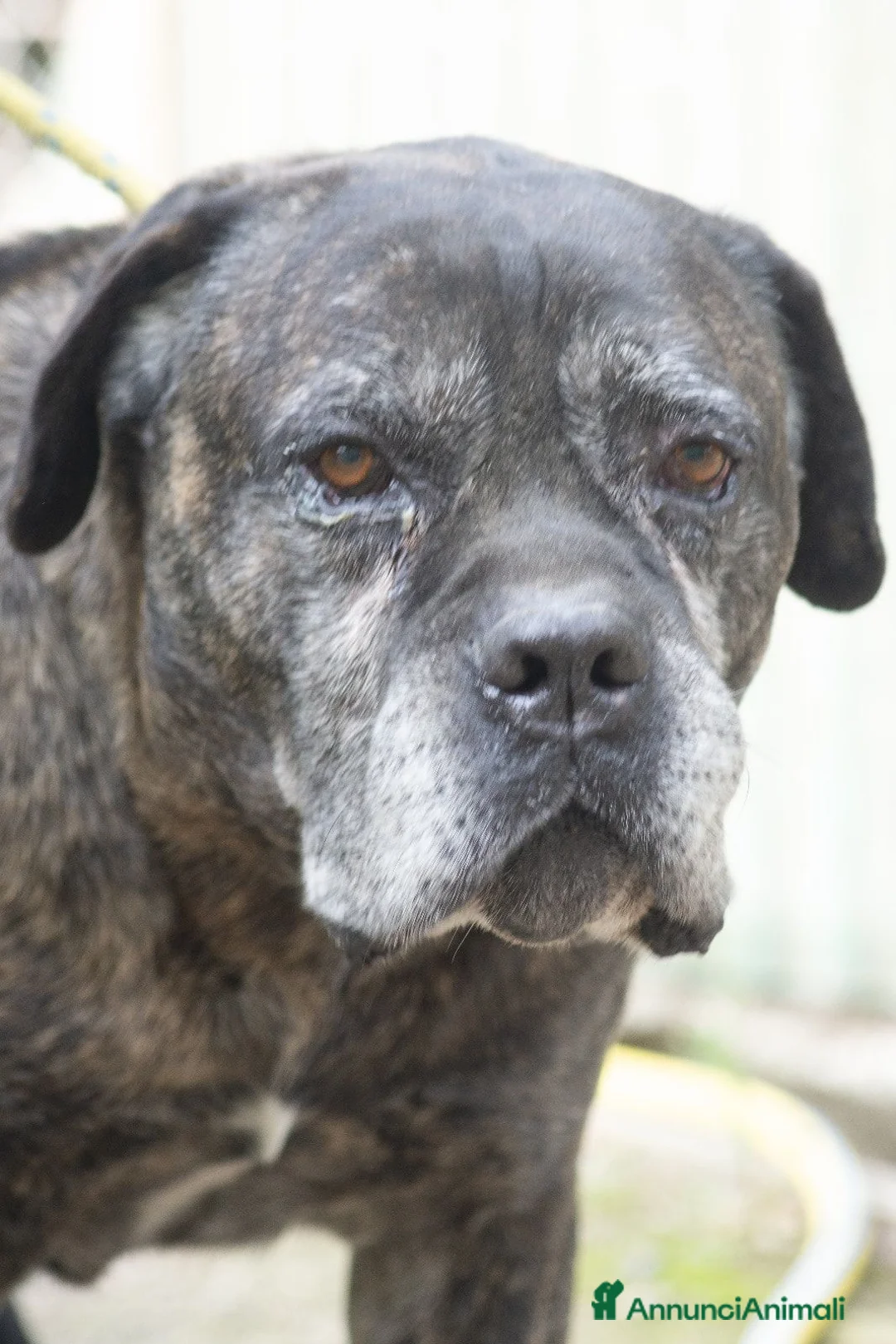 Cane Corso cani in regalo: MAMBO CERCA IL SUO MIRACOLO, ADOZIONE A DISTANZA - Annuncio 4