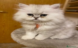 Persiano gatti in vendita: Gattine di due mesi di pura razza persiana a Provincia di Verona - Immagine 1