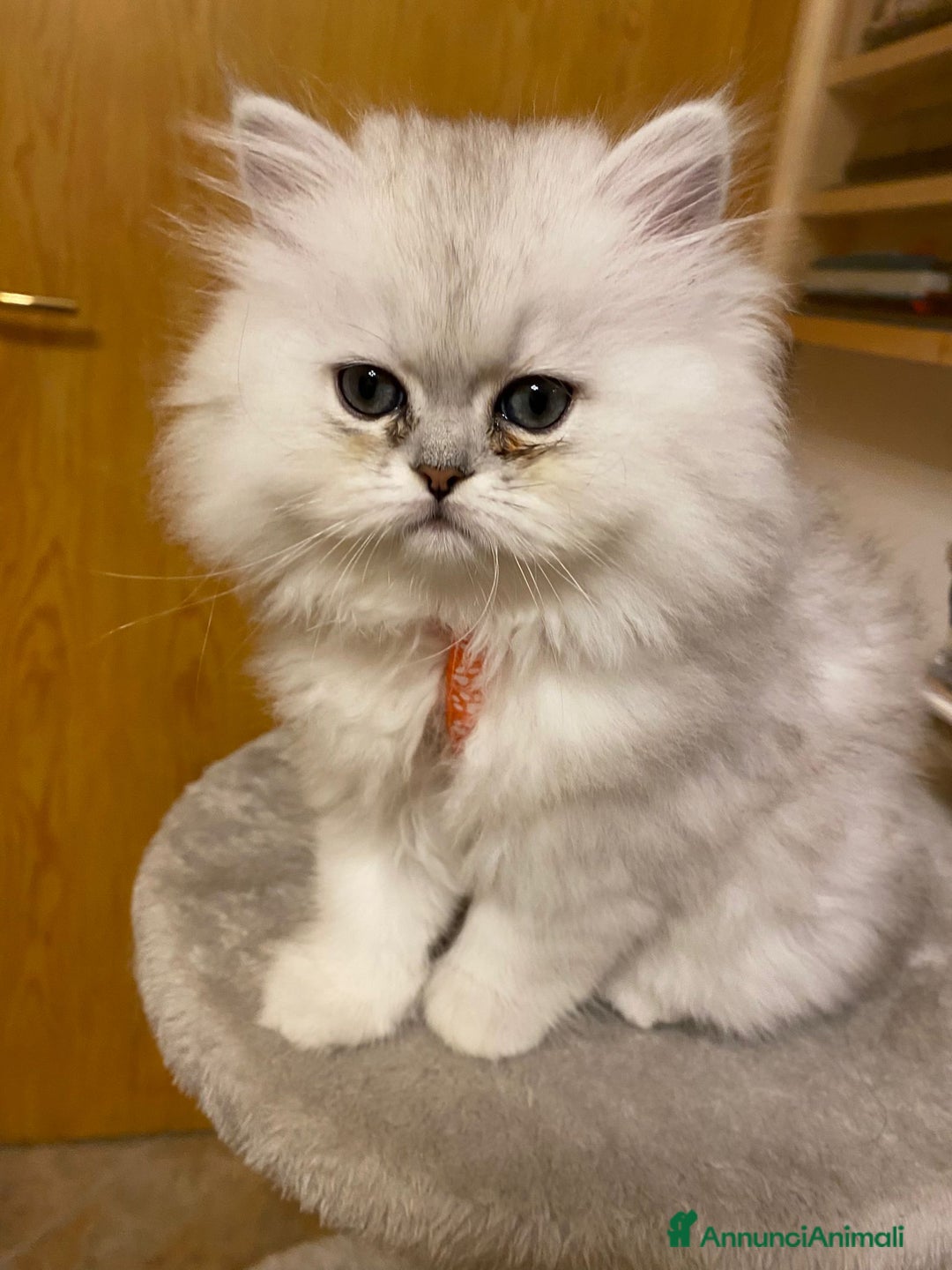 Persiano gatti in vendita: Gattine di due mesi di pura razza persiana a Provincia di Verona - Immagine 1