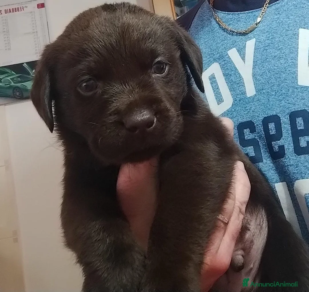 Labrador cani in vendita: LABRADOR - Annuncio 4