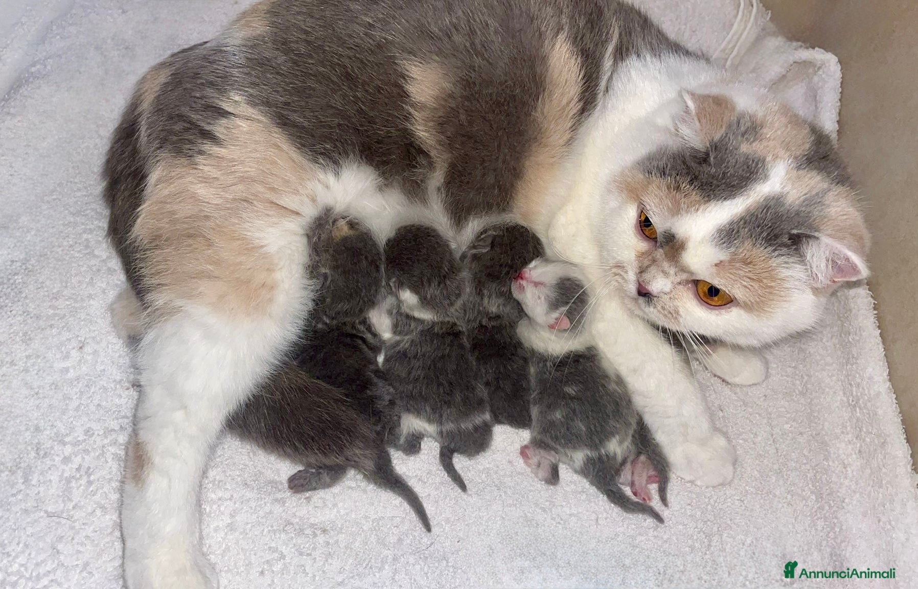 British gatti British Shorthair Bicolor e Calico, Tortie - Annuncio 2