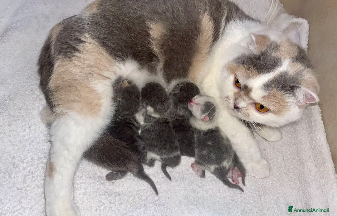 British gatti in vendita: British Shorthair Bicolor e Calico, Tortie - Annuncio 2