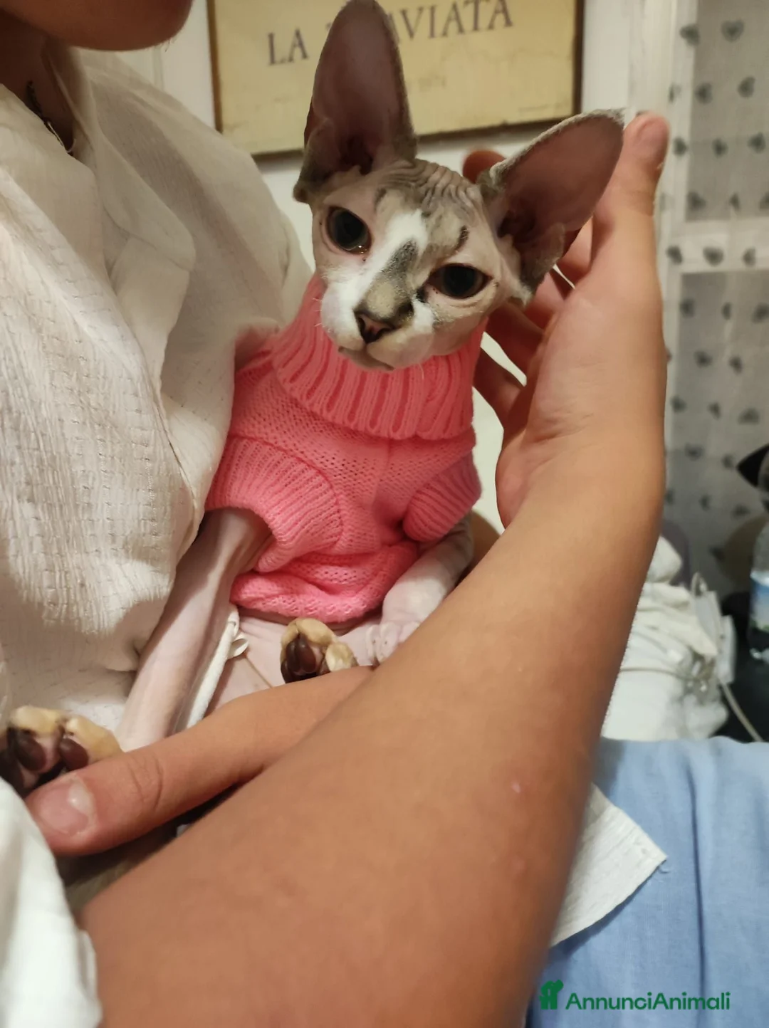 Sphynx gatti per accoppiamento: fidanzato cercasi a Provincia di Modena - Annuncio 3