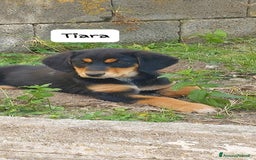 Meticcio cani in regalo: TIARA cucciola dolce a Città Metropolitana di Bologna - Immagine 2