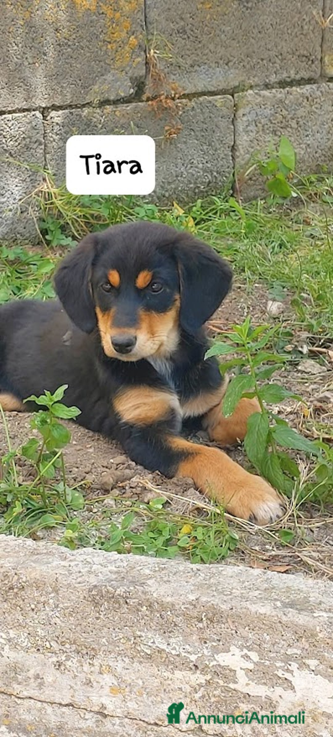 Meticcio cani in regalo: TIARA cucciola dolce a Città Metropolitana di Bologna - Immagine 2