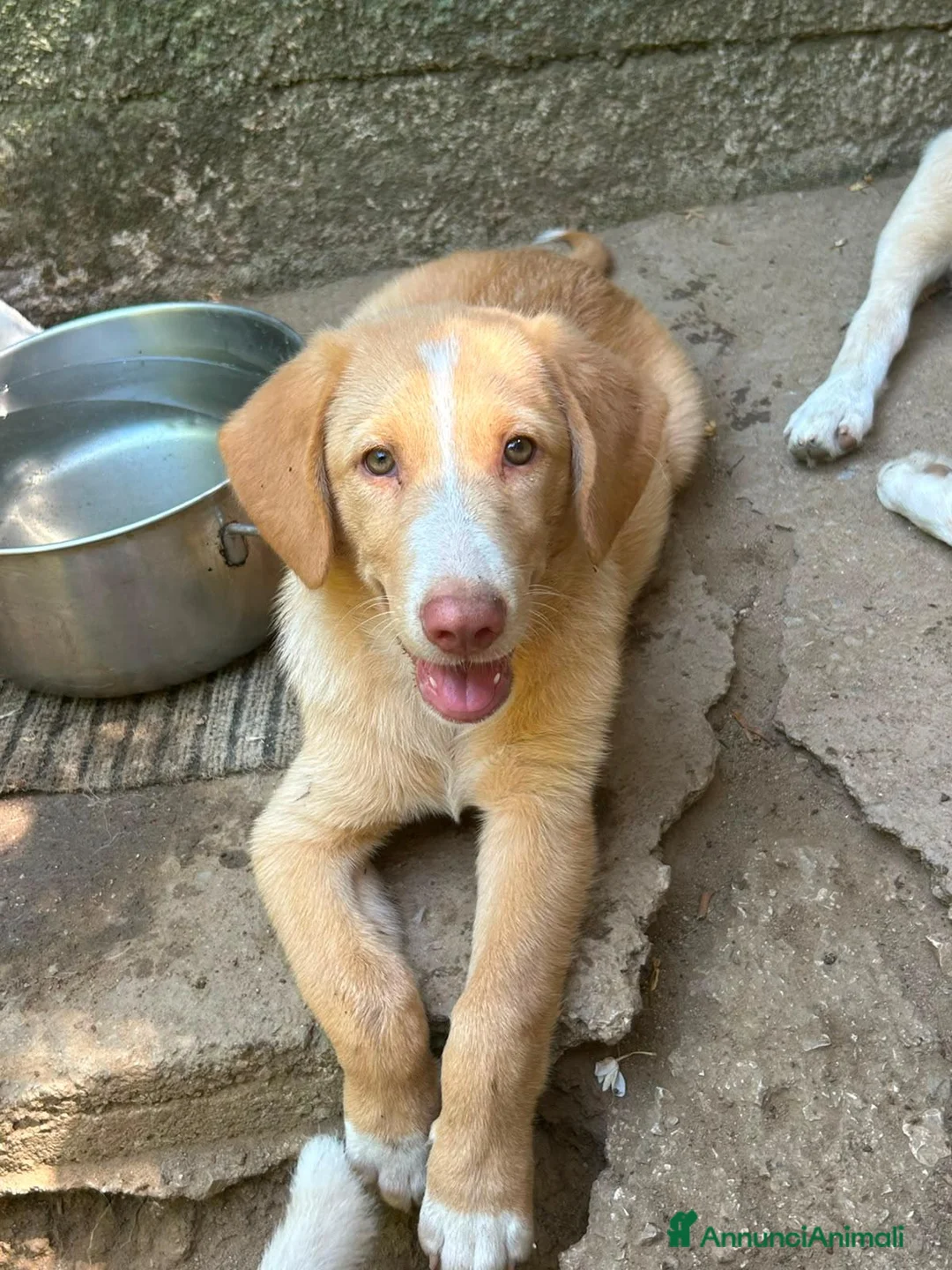 Meticcio cani in regalo: Dolce Milo cerca casa ❤️ a Città metropolitana di Milano - Annuncio 7