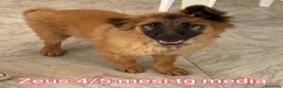 Meticcio cani in regalo: CUCCIOLI IN CERCA DI CASA a Provincia di Prato - Annuncio 6